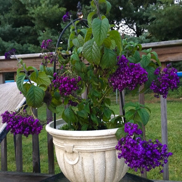 Meet your Posher, Kathy - Picture 6 of 8